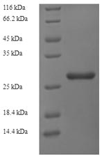 Greater than 90% as determined by SDS-PAGE.