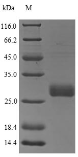 Greater than 85% as determined by SDS-PAGE.