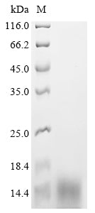 Greater than 85% as determined by SDS-PAGE.