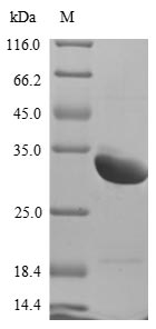 Greater than 85% as determined by SDS-PAGE.