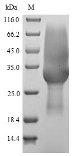 Greater than 85% as determined by SDS-PAGE.