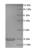 Greater than 90% as determined by SDS-PAGE.