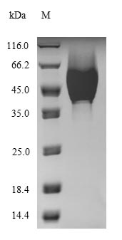 Greater than 90% as determined by SDS-PAGE.