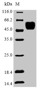 Greater than 90% as determined by SDS-PAGE.