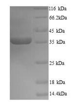 Greater than 90% as determined by SDS-PAGE.