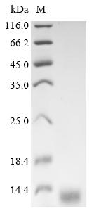 Greater than 90% as determined by SDS-PAGE.