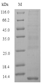 Greater than 90% as determined by SDS-PAGE.