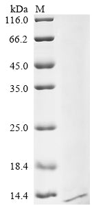 Greater than 85% as determined by SDS-PAGE.