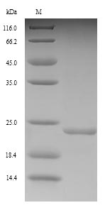 Greater than 90% as determined by SDS-PAGE.