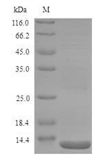 Greater than 90% as determined by SDS-PAGE.