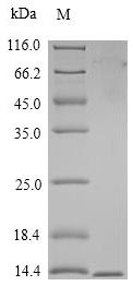 Greater than 90% as determined by SDS-PAGE.