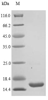 Greater than 85% as determined by SDS-PAGE.