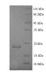 Greater than 90% as determined by SDS-PAGE.