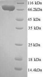 Greater than 90% as determined by SDS-PAGE.