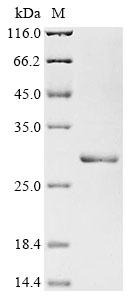 Greater than 85% as determined by SDS-PAGE.