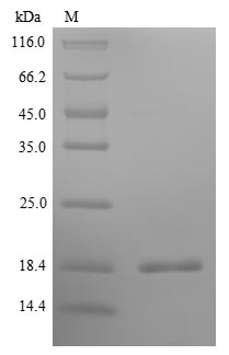 Greater than 85% as determined by SDS-PAGE.