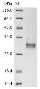 Greater than 85% as determined by SDS-PAGE.