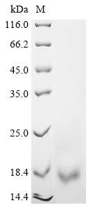 Greater than 85% as determined by SDS-PAGE.