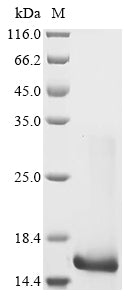 Greater than 85% as determined by SDS-PAGE.