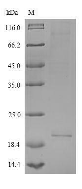 Greater than 90% as determined by SDS-PAGE.