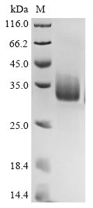 Greater than 90% as determined by SDS-PAGE.