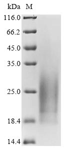 Greater than 90% as determined by SDS-PAGE.