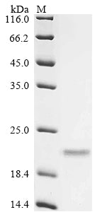 Greater than 90% as determined by SDS-PAGE.