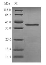 Greater than 90% as determined by SDS-PAGE.