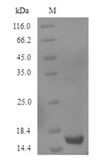 Greater than 90% as determined by SDS-PAGE.