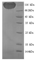 Greater than 90% as determined by SDS-PAGE.