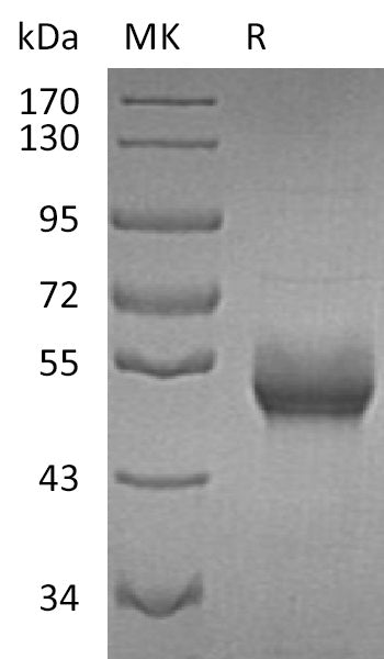 BL-2206NP: Greater than 95% as determined by reducing SDS-PAGE. (QC verified)