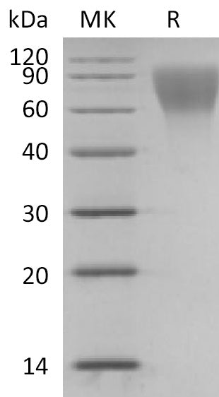 BL-2164NP: Greater than 95% as determined by reducing SDS-PAGE. (QC verified)