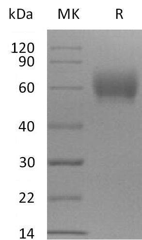 BL-2205NP: Greater than 95% as determined by reducing SDS-PAGE. (QC verified)