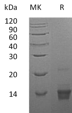 BL-1775NP: Greater than 95% as determined by reducing SDS-PAGE. (QC verified)