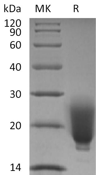 BL-2198NP: Greater than 95% as determined by reducing SDS-PAGE. (QC verified)