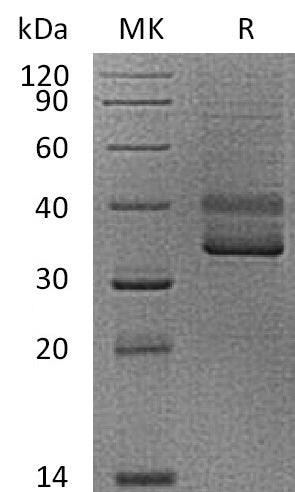 BL-2651NP: Greater than 95% as determined by reducing SDS-PAGE. (QC verified)