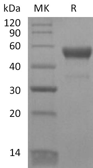 BL-2161NP: Greater than 95% as determined by reducing SDS-PAGE. (QC verified)