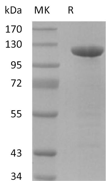 BL-2136NP: Greater than 95% as determined by reducing SDS-PAGE. (QC verified)