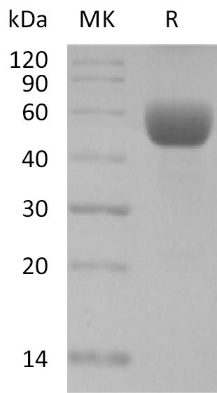 BL-2163NP: Greater than 95% as determined by reducing SDS-PAGE. (QC verified)