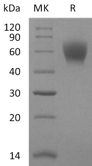 BL-2202NP: Greater than 95% as determined by reducing SDS-PAGE. (QC verified)