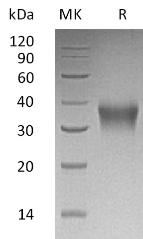 BL-2885NP: Greater than 95% as determined by reducing SDS-PAGE. (QC verified)