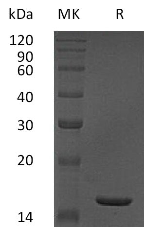 TNFA-1421NP: Greater than 95% as determined by reducing SDS-PAGE. (QC verified)