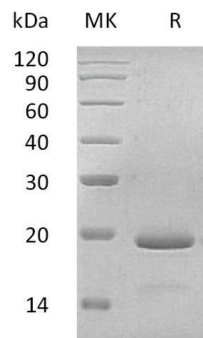 BL-1729NP: Greater than 95% as determined by reducing SDS-PAGE. (QC verified)