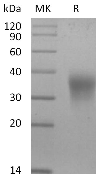 BL-2888NP: Greater than 95% as determined by reducing SDS-PAGE. (QC verified)