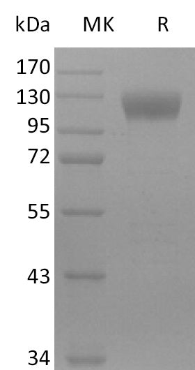 BL-2575NP: Greater than 95% as determined by reducing SDS-PAGE. (QC verified)