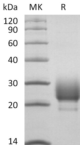 BL-2655NP: Greater than 95% as determined by reducing SDS-PAGE. (QC verified)