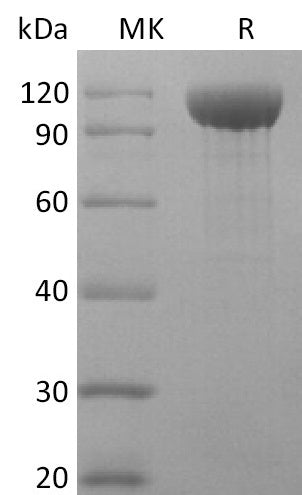 BL-2588NP: Greater than 95% as determined by reducing SDS-PAGE. (QC verified)