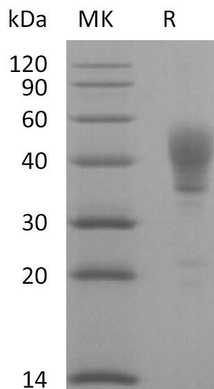 BL-0185NP: Greater than 95% as determined by reducing SDS-PAGE. (QC verified)