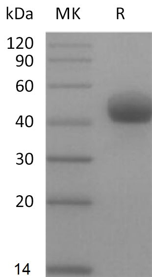 BL-2209NP: Greater than 95% as determined by reducing SDS-PAGE. (QC verified)