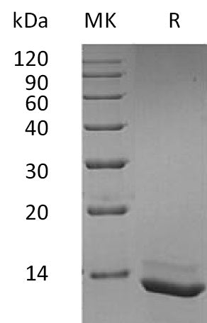 BL-1715NP: Greater than 95% as determined by reducing SDS-PAGE. (QC verified)